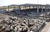 Tarım ve Orman Bakanlığından 'yapay et' iddialarına yanıt
