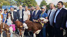 Malatya'da 'En Güzel Buzağı' yarışması düzenlendi