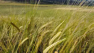 Arpa Pazarında Büyük Sıçrama: 32,5 Milyar Dolarlık Hedef