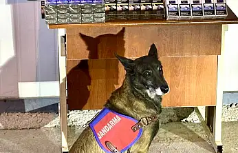 800 Paket Bandrolsüz Sigara Yakalandı