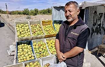 Akçadağ'da bal armudu sezonu başladı: Kilosu 100 liraya kadar çıkıyor