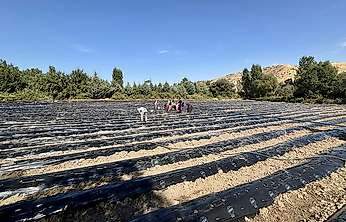 Akçadağ'da tarımsal üretime çilek katkısı