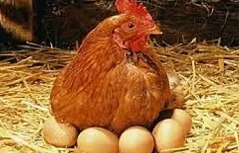 Aralıkta Tavuk Eti ve Yumurta Üretiminde Artış