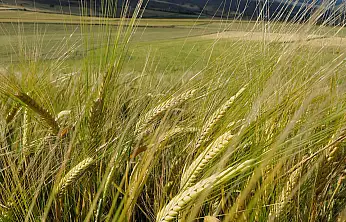 Arpa Pazarında Büyük Sıçrama: 32,5 Milyar Dolarlık Hedef