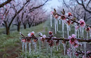 Bakan Yumaklı: Zirai dondan etkilenen üreticilere 6,5 milyar TL destek