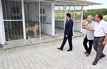 Başkan Taşkın, Hayvan Barınağında İncelemelerde Bulundu