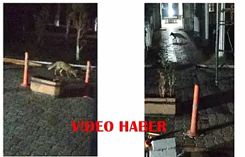 Battalgazi'de Aç Kalan Tilki Şehir Merkezine İndi
