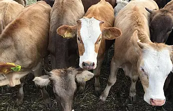 Besilik Hayvan İthalatı 2026'da ESK Üzerinden Yapılacak