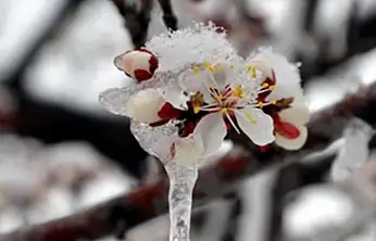 Çiftçilere 221 Milyonluk Zirai Don Desteği Bugün Hesaplarda