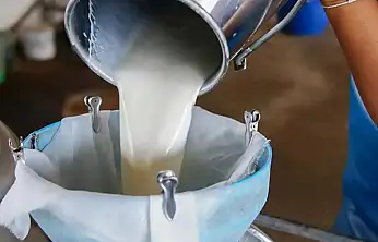 Çiğ Sütte Yeni Tavsiye Fiyatı Açıklandı: Litre 22,22 TL