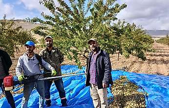 Darende'de Badem Hasadı Ne Zaman Bitecek? Üreticiler Tarih Verdi