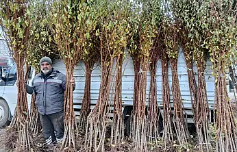 Darende'de Don Felaketine Rağmen Kayısı Üretimi Hız Kesmedi