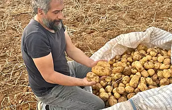 Darende'de Mikroklima Mucizesi: 3 Bin Dönümden 15 Bin Ton Patates Bekleniyor