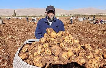 Darende'de Patates Bereketi: 20 Bin Ton Rekolte Bekleniyor