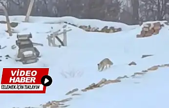 Darende Hacolar'da Kış Yaban Hayatını Zorluyor