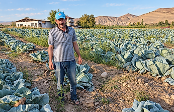Darende'nin Gökyar Lahanası Tezgâhlarda Alıcı Buluyor