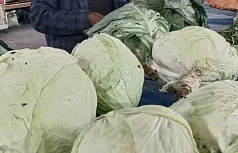 Darende'nin Göyyar Lahanası Gastromasa'da Ulusal Vitrine Çıktı