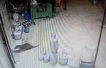 Dilek Mahallesi'nde Doğal Yaşam Kanıtı: Su Samuru Kamerada