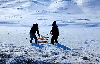 Doğanşehir'de Yaban Hayvanları İçin Kış Seferberliği