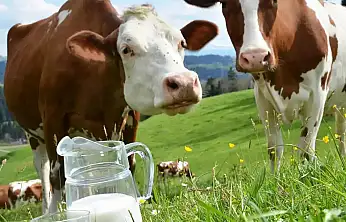 Ekimde İnek Sütü Üretimi Yüzde 3,2 Azaldı