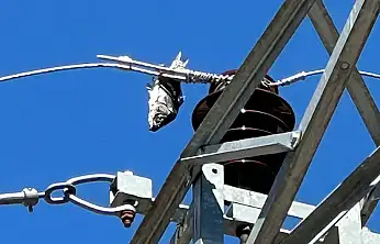 Elektrik Kesintisinin Nedeni Şaşırttı: Tellere Asılı Balık İlçeyi Karanlığa Gömdü