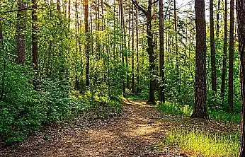 Gaziantep'te ormanlık alanlara girişler yasaklandı