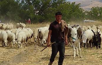 Hayvan yetiştiricileri: En büyük sorunumuz çoban ve mera