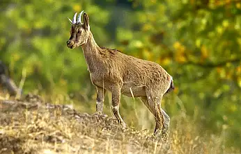 Hekimhan'da Altın Işıklarda Poz Veren Yaban Keçisi