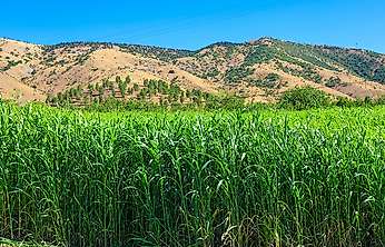 Kale'de Sorgum Sudan Otu'nun İkinci Hasadı Yapıldı