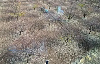 Kayısı Bahçelerinde Sonbahar Tedbirleri: Hastalıklara Karşı Mücadele Zamanı
