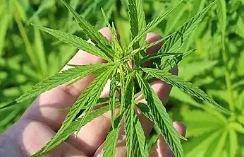 Kenevir üretimine 21 ilde izin