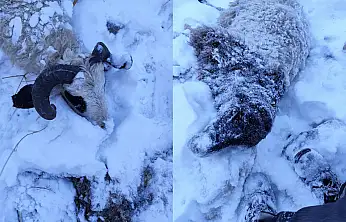 Kurtlar sürüye saldırdı: 70 koyun telef oldu