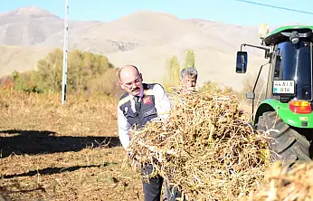 Kurucaova Ovası'nda Kuru Fasulye Hasadı Hız Kazandı
