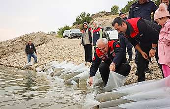 Malatya'da 6 İlçedeki Su Kaynaklarına 1 Milyon 300 Bin Sazan Yavrusu Bırakıldı