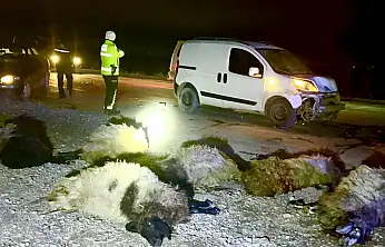 Malatya'da araç koyunların arasına daldı: 12 koyun telef oldu