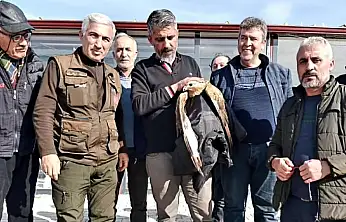 Malatya'da Duyarlı Vatandaşlar Yaralı Kızıl Şahini Kurtardı