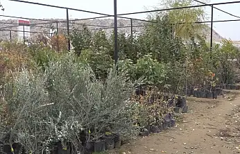 Malatya'da Fidancılar Alarmda: 100 Bin Fidan Kaybı, 10 Milyon TL Zarar