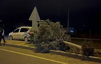 Malatya'da fırtına ağaçları kökünden söktü
