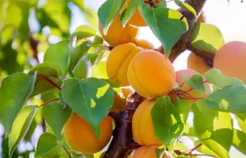 Malatya'da Kayısı Ağaçları İçin Sonbahar Uyarısı: 'Bordo Bulamacı İle Koruyucu Mücadele Zamanı'