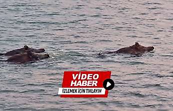 Malatya'da Şaşırtan Görüntü: Yaban Domuzları Baraj Gölünde Yüzdü