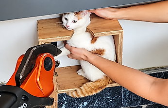 Malatya'da Sıra Dışı Kurtarma! Posta Kutusuna Sıkışan Kedi Kurtarıldı