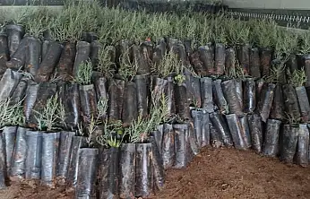 Malatya'da Yetiştirilen 50 Bin Fidan Türkmenistan'a Gönderildi