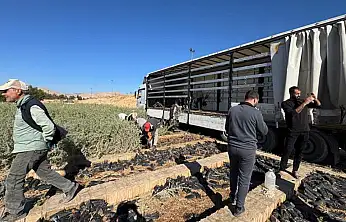 Malatya Meraları Tuz Çalısı Fidanlarıyla Yenileniyor