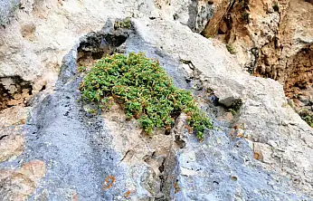Malatya'nın Endemik Bitkisi Şifa Saçıyor: Sarı Kantaronu Geçti