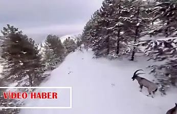 Malatya'nın Zirvelerinde Yaban Hayatının Beyaz Yolculuğu