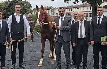 Malatya Sultansuyu'nda Tay İhalesi: 13 Tay 51,6 Milyon Lira Etti