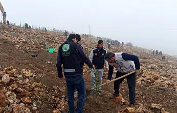 Malatya Umut Kervanı Derneği'nden Karagöz TOKİ Arkası Beydağı'nda Çam Fidanı Dikimi