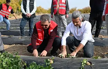 Modern Çilek Üretimiyle Malatyalı Çiftçiye Yeni Umut