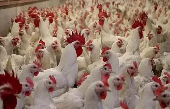 Ramazan Öncesi Tavuk İhracatına Fren