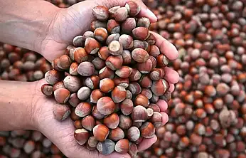 Soğuk Havaların Şifası Fındık, Fiyatı Cep Yakıyor